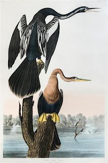* John James Audubon, (American, 1785-1851), Black Bellied Darter, Plotus Anhinga, plate CCCXVI, no. 64 (from The Birds of Ameri