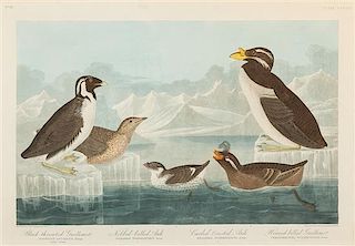 John James Audubon, (American, 1785-1851), Black-throated Guillemot. Noble-billed Auk, plate CCCII, no. 81 (from The Birds of Am