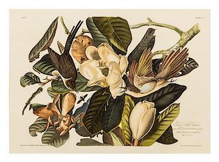 John James Audubon, (American, 1785-1851), Black Billed Cuckoo, plate XXXII, no. 7 (from The Birds of America)