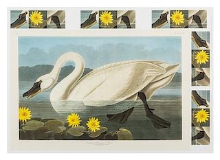 John James Audubon, (American, 1785-1851), Common American Swan, Cygnus Americanus, plate CCCCXI, no. 83 (proof state from Audub