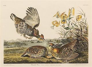 After John James Audubon, (American, 1785-1851), Pinnated Grouse, plate 186 NO. PENDING (from The Birds of America)