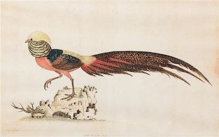 William Hayes, (British, 1729-1799), Gold Pheasant, Male