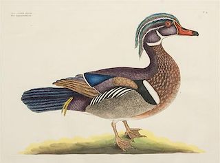 * Mark Catesby, (British, 1679-1749), The Summer Duck, Anas Amicanus cristatus elegans, engraving with hand-coloring