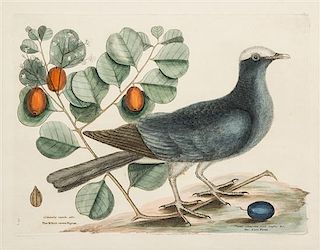 * Mark Catesby, (British, 1679-1749), The White Crown'd Pigeon, The Cocoa Plum, Columba Capite Albo, engraving with hand-colorin