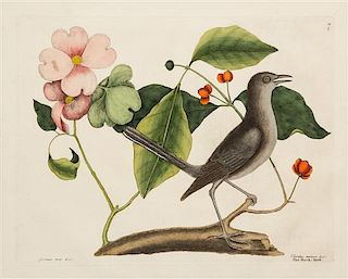 * Mark Catesby, (British, 1679-1749), Turdus minor, &c. The Mock-bird, plate 27 (from The Natural History of Carolina, Florida,