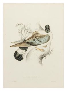 * Elizabeth Gould, (British, 1804-1841), Columba Leuconota. From Gould's Birds of Asia; drawn from nature and by stone.