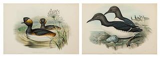 John Gould, (British, 1804-1881), Podiceps Nigricollis and Uria Troile (a pair of works from The Birds of Great Britain, London,