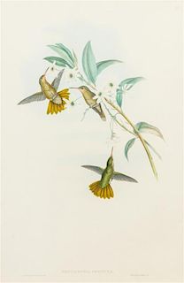 * John Gould, (British, 1804-1881), Chrysuronia Chrysura (from Monograph of the Trochildae, or Hummingbirds, London, after 1861)