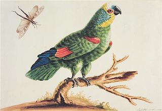 * Sarah Stone, (British, 1760–1844), Niam Niam Parrot, African Grey Parrot, Long Tailed Parakeet and Green Parrot (four works af
