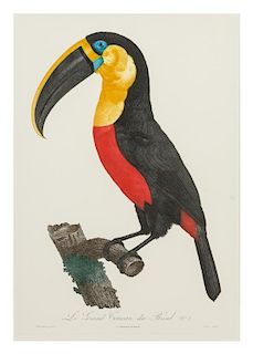 * Jacques Barraband, (French, 1767-1809), Le gran toucan du Bresil, no. 7 (from Histoire naturelle des oiseaux de paradis et des
