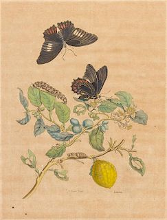 Maria Sibylla Merian, (German, 1647-1717), Limonier and Guajaves (+two others; four works from Metamorphosis insectorum Suriname