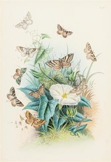 * Henry Noel Humphreys, (British, 1810-1879), A group of four works from The Genera of British Moths, London, 1850