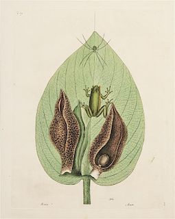 * Mark Catesby, (British, 1679-1749), Green Tree-Frog, tab. 71 and Land-Frog, tab. 69 (two works from The Natural History of Car