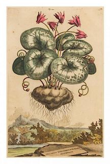 Abraham Munting, (Dutch, 1626-1683), Cyclamen rotundifolium maius Autumnale, fig. 533 (from Naauwkeurige Beschryving der Aardgew