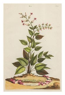* Abraham Munting, (Dutch, 1583-1658), Scammonea Monspeliensium Longifolia, fig. 141, fol. 507, and Sanamunda, fig. 133, fol. 48