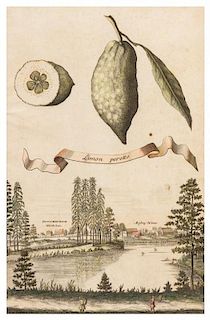 Johann Volckamer, (German, 1644-1720), Limon peretto and Cyclamen rotundifolium maius autumnale (a pair of works from Nurembergi