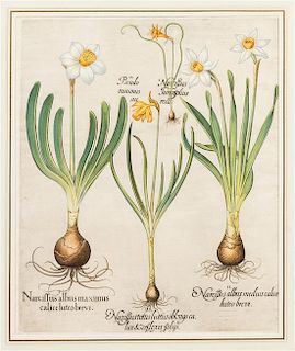 Basilius Besler, (German, 1561-1629), I. Narcissus albus maximus calice luteo brevi II. Narcissus albus medius calice luteo brev