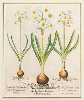 Basilius Besler, (German, 1561-1629), I. Narcissus Polyanthos Orientalis calice medio luteus odoratus maximus II. Narcissus Poly