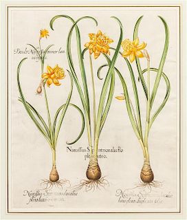 Basilius Besler, (German, 1561-1629), I. Narcissus Septentrionalis flo pleno luteo II. Narcissus Septentrionalis calice luteo pl