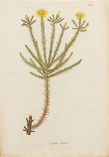 Nicolaus Joseph von Jacquin, (Dutch, 1727-1817), Lactuca villosa, tab. 367, Othonna retrofracta, tab. 376, and Gorteria spinos,