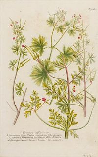 Johann Wilhelm Weinmann, (German/Polish, 1683-1741), Geranium officinarum, Acer foliis verrucosis, and Acer Platanoides peregrin