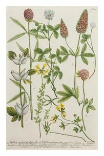 * Johann Wilhelm Weinmann, (German, 1683-1741), Saxifraga alba vulgaris and Trifolium montanum flore albo (a pair of works from