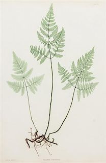 Thomas Moore, (British, 1821-1887), Lastrea cristata and Polypodium Robertianum (two works from The Ferns of Great Britain and I