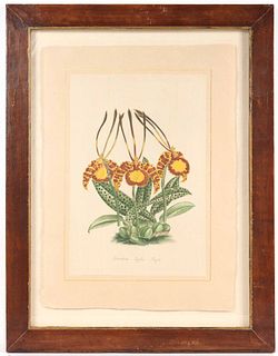 LR Lassite, Watercolor, Oncidium Papillo Majus