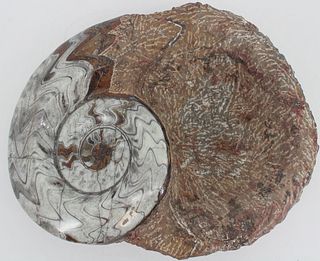 FOSSIL. Large Ammonite Fossil Bowl.