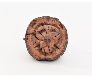 Lion Root Pipe