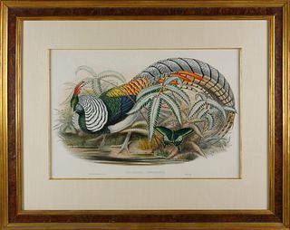 After John Gould and H.C. Richter Lithograph "Lady Amherst's Pheasant"