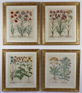 After Basilius Besler Four Botanical Studies from Hortus Eystettensis Hand Colored Engravings