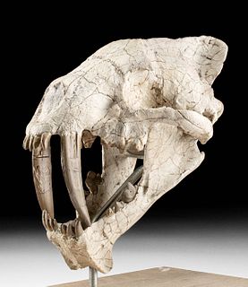Fossilized Hoplophoneus Sabercat Skull, "Mini Smilodon"