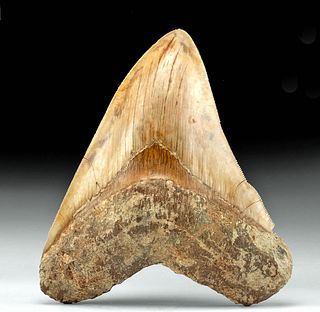 Massive Indonesian Fossilized Megalodon Tooth