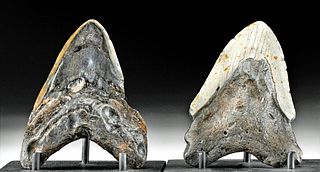 Two Fossilized Megalodon Teeth