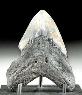 Lustrous Fossilized Megalodon Tooth