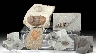 6 Marine Fossils of Trilobites, Crinoid, & Bryozoan