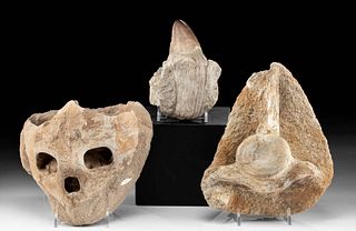 3 Fossils - Turtle Skull, Mosasaur Tooth, & Vertebra