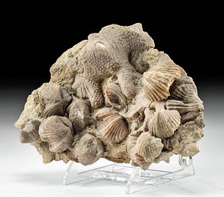 Fossilized Brachiopod Colony & Coral on Stone Matrix