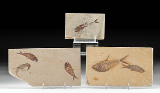 3 Fossilized Matrices of Knightia, Viper Fish, & Prawn