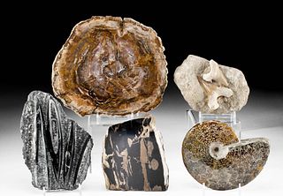 5 Prehistoric Marine Fossils & Petrified Wood