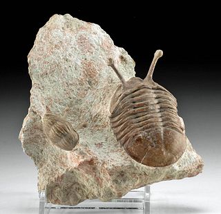 Fossilized Neoasaphus Kowalewski Trilobites in Matrix
