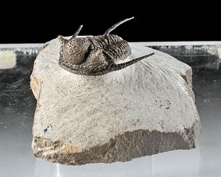 Fossilized Otarion Trilobite w/ Stone Matrix