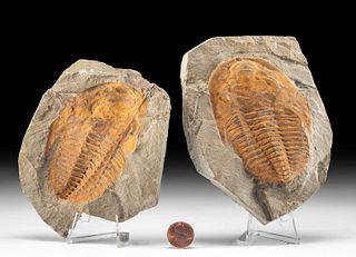 Fossilized Cambropallas Telesto Trilobite w/ Imprint