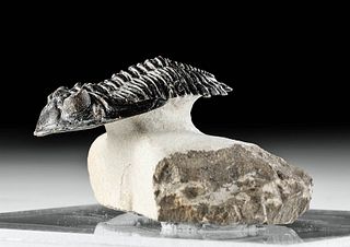 Fossilized Hollardops Trilobite w/ Stone Matrix