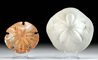 2 Fossilized Urchins / Sand Dollar, Encope & Clypeaster
