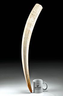 Large 19th C. Alaskan Walrus Ivory Tusk Trophy