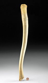 19th C. Alaskan Inuit Walrus Bone Oosik Baculum