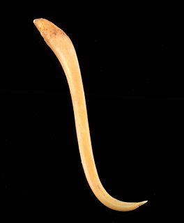 19th C. United States Fox Baculum Bone Toothpick