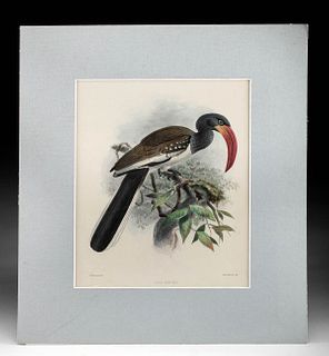 Lot of 2 Antique British Ornithological Prints